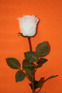 SR 3/Роза одиночная 80 см белая, шт.