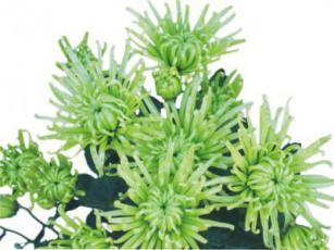 Анастасия зеленая м/ц S