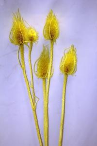 TEASEL 5/ Кардо желтый , 5 шт./уп.