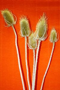 TEASEL 11/ Кардо белая, 5 шт./уп.