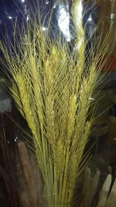 Колосья пшеницы цветные КП 0007 (70гр) (Х)
